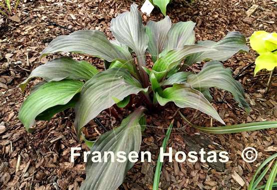 Hosta Bloodline